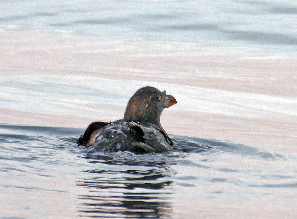 Rhinoceros Auklet - ML608922556