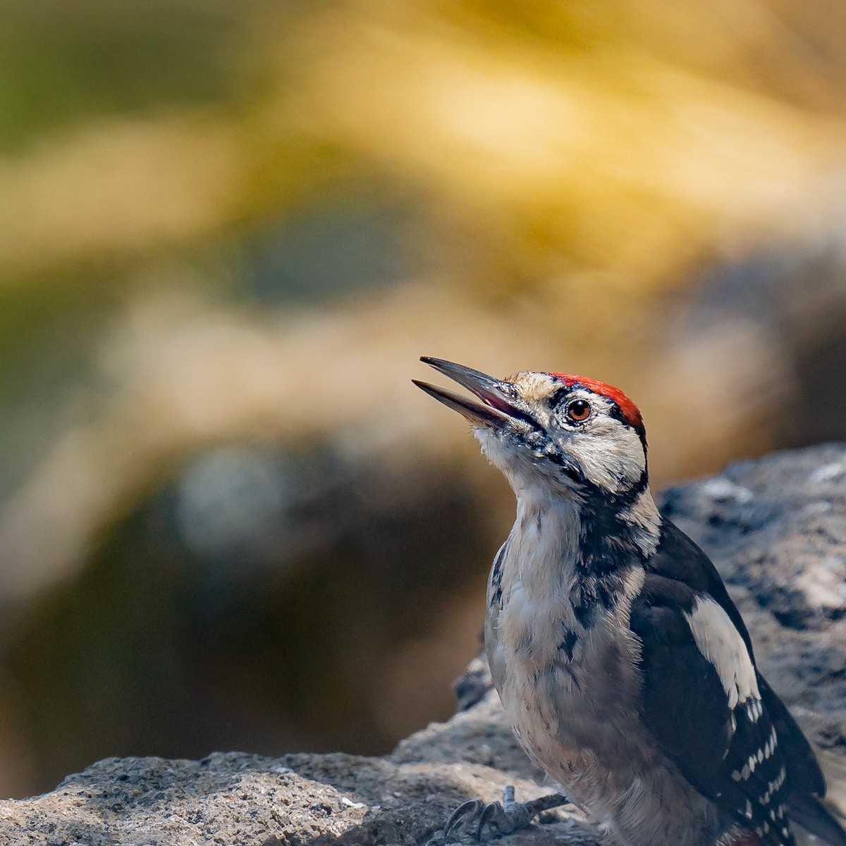 Buntspecht (canariensis/thanneri) - ML608922648