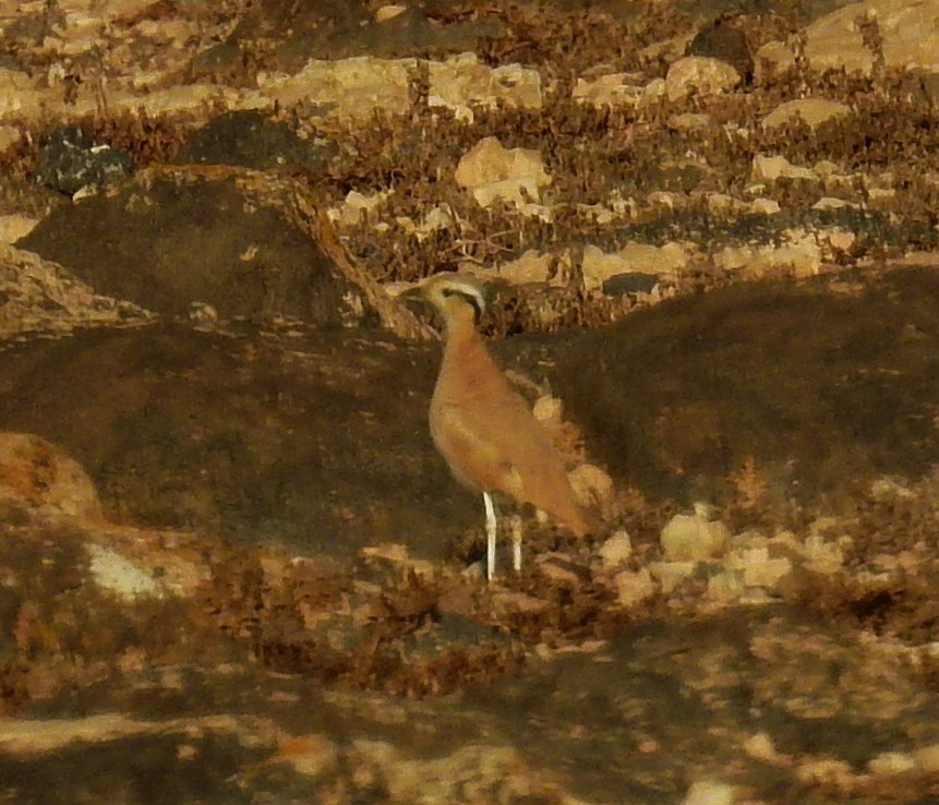 Cream-colored Courser - ML608922649