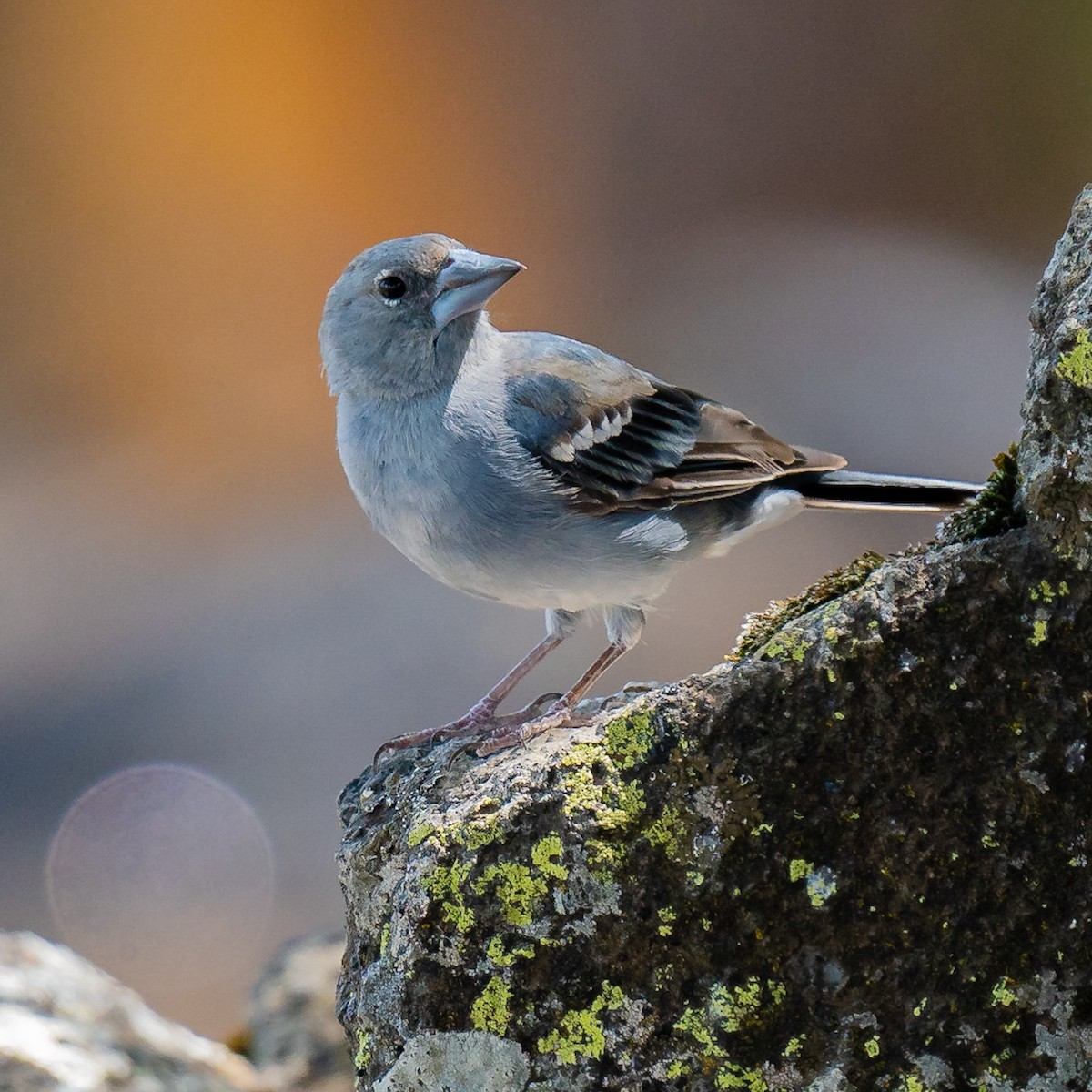 Kanarenbuchfink - ML608922652