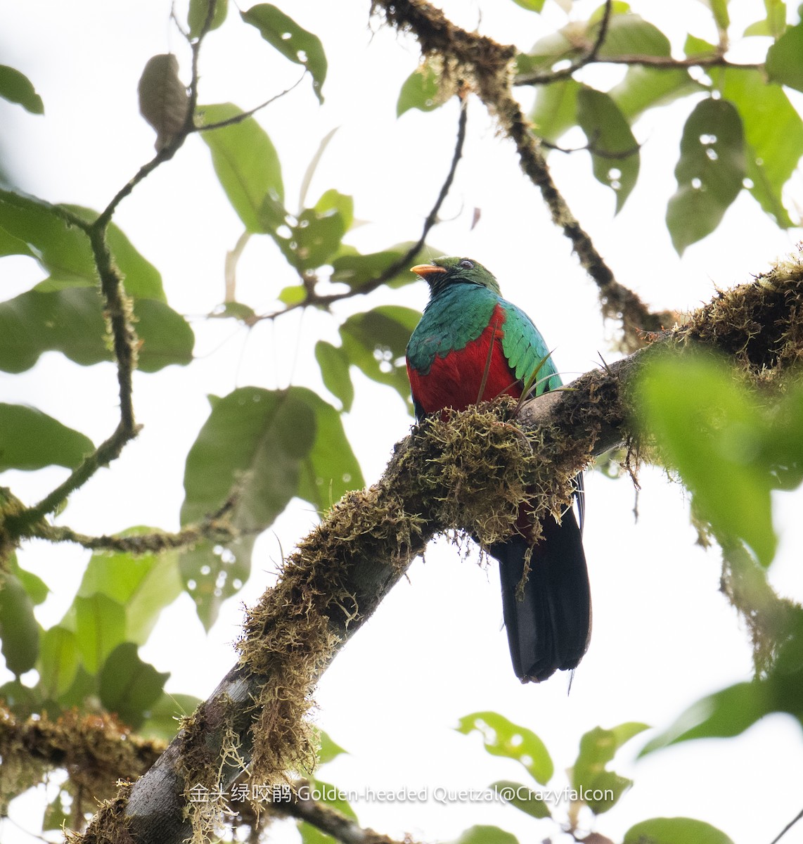 Golden-headed Quetzal - ML608922654