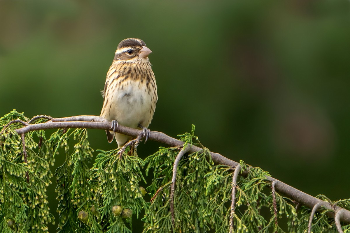 Rose-breasted Grosbeak - ML608922683