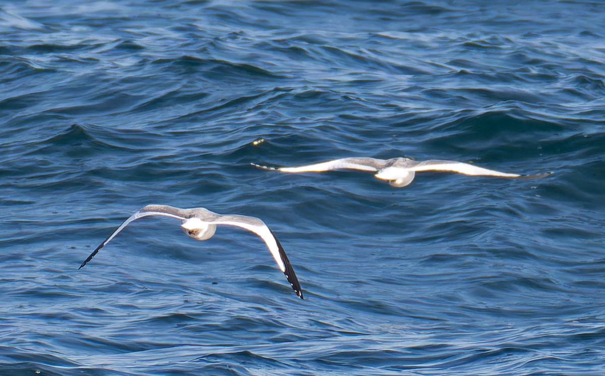 Sabine's Gull - ML608922801