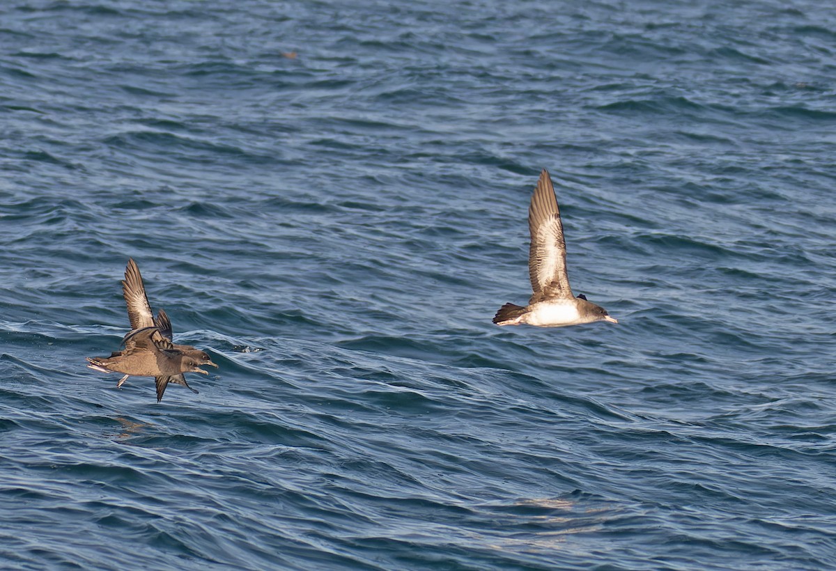 Pink-footed Shearwater - ML608922804