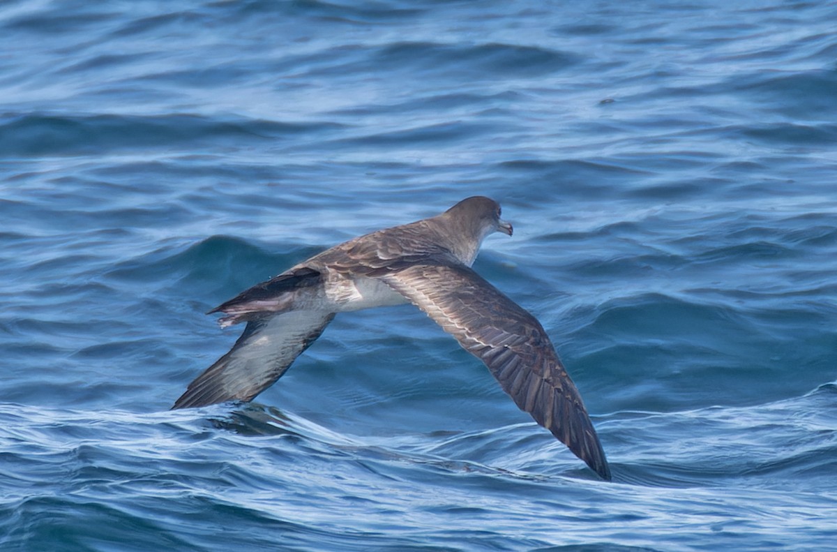 Pink-footed Shearwater - ML608922813