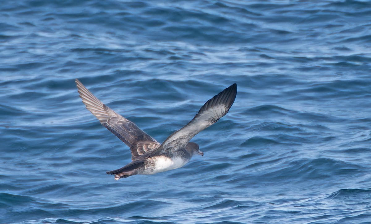 Pink-footed Shearwater - ML608922814