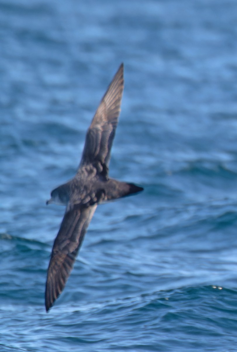 Pink-footed Shearwater - ML608922815