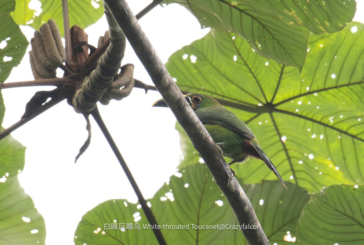 Southern Emerald-Toucanet (Gray-throated) - ML608922822