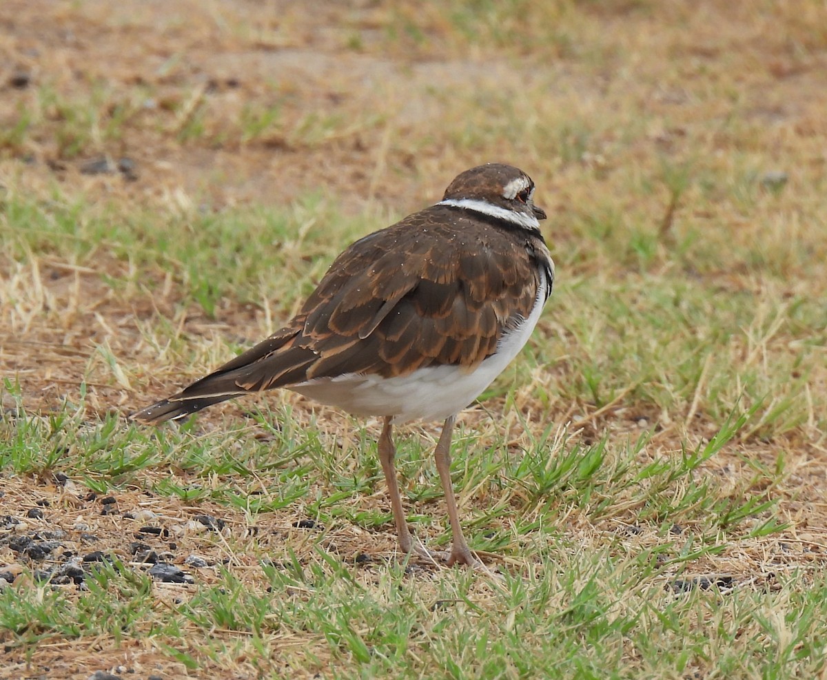 Killdeer - ML608922830