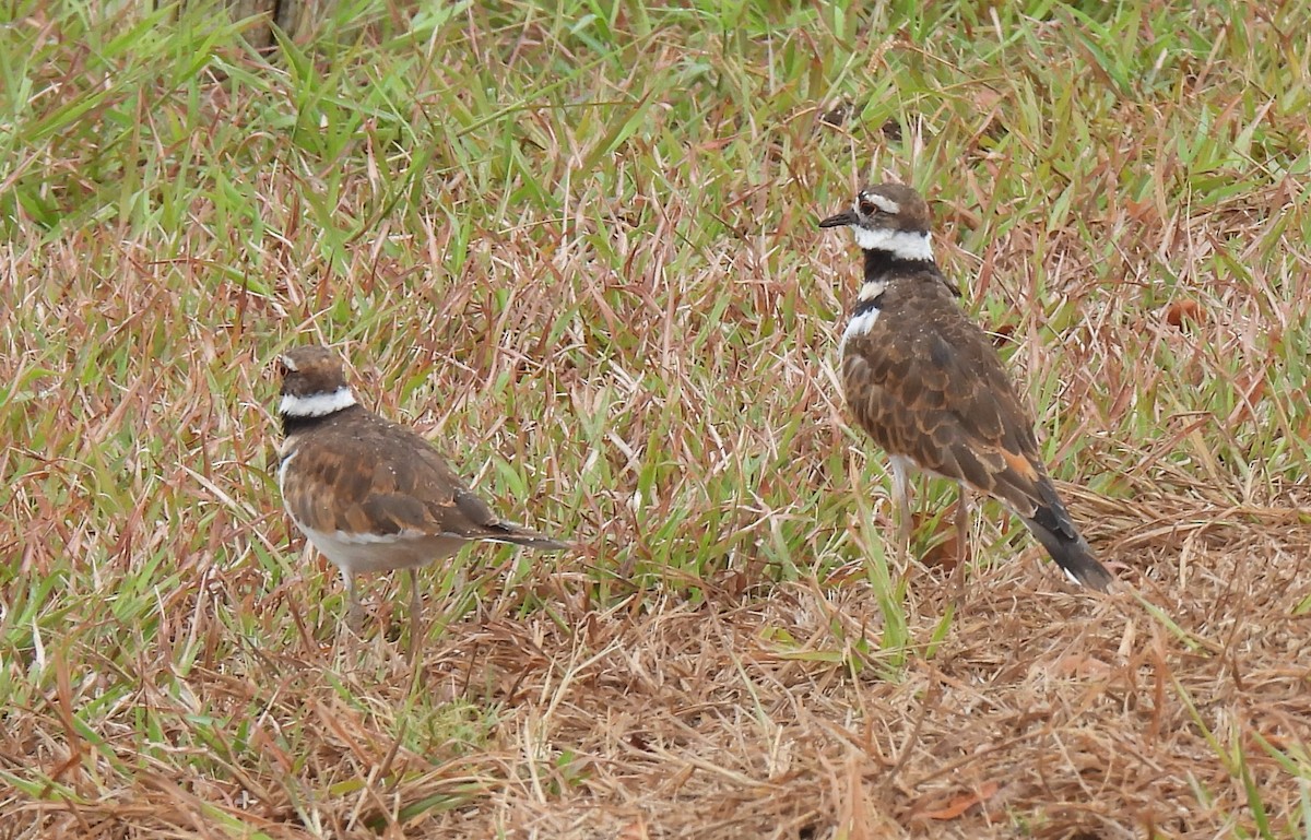 Killdeer - Shelia Hargis