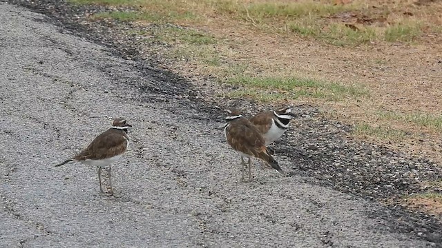 Pluvier kildir - ML608922835