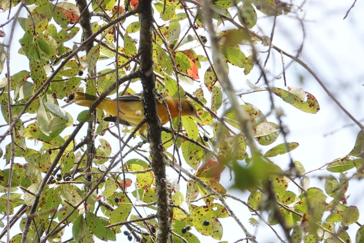 Baltimore Oriole - ML608922836