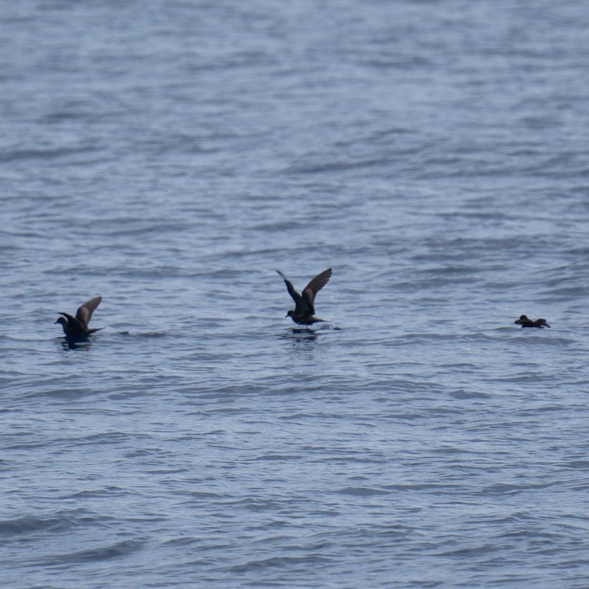 Bulwersturmvogel - ML608922837