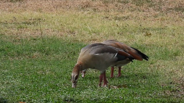 Ouette d'Égypte - ML608922871