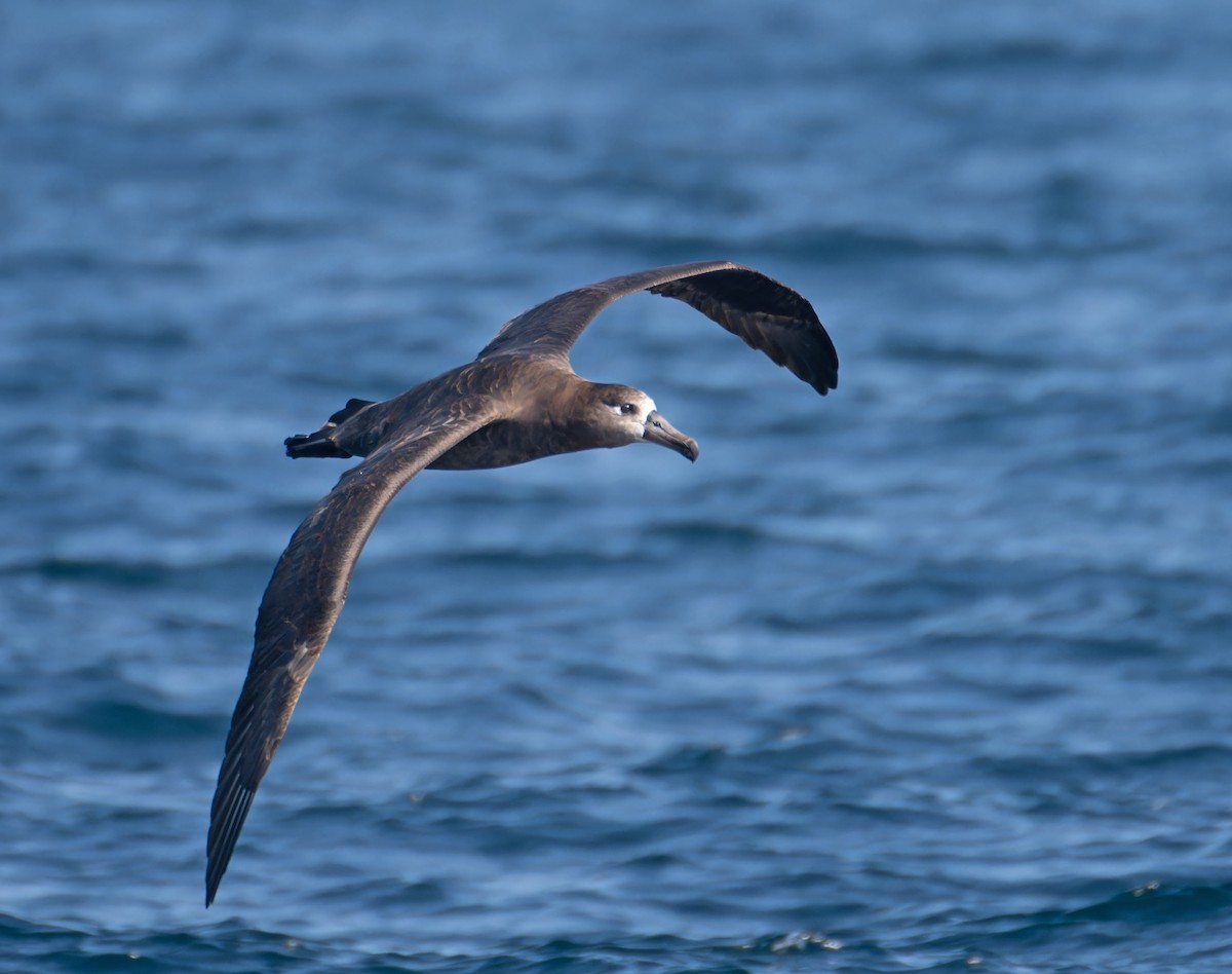 Black-footed Albatross - ML608922929