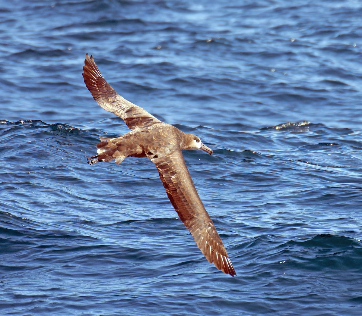 Black-footed Albatross - ML608922937