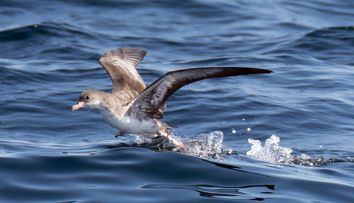 Pink-footed Shearwater - ML608922962