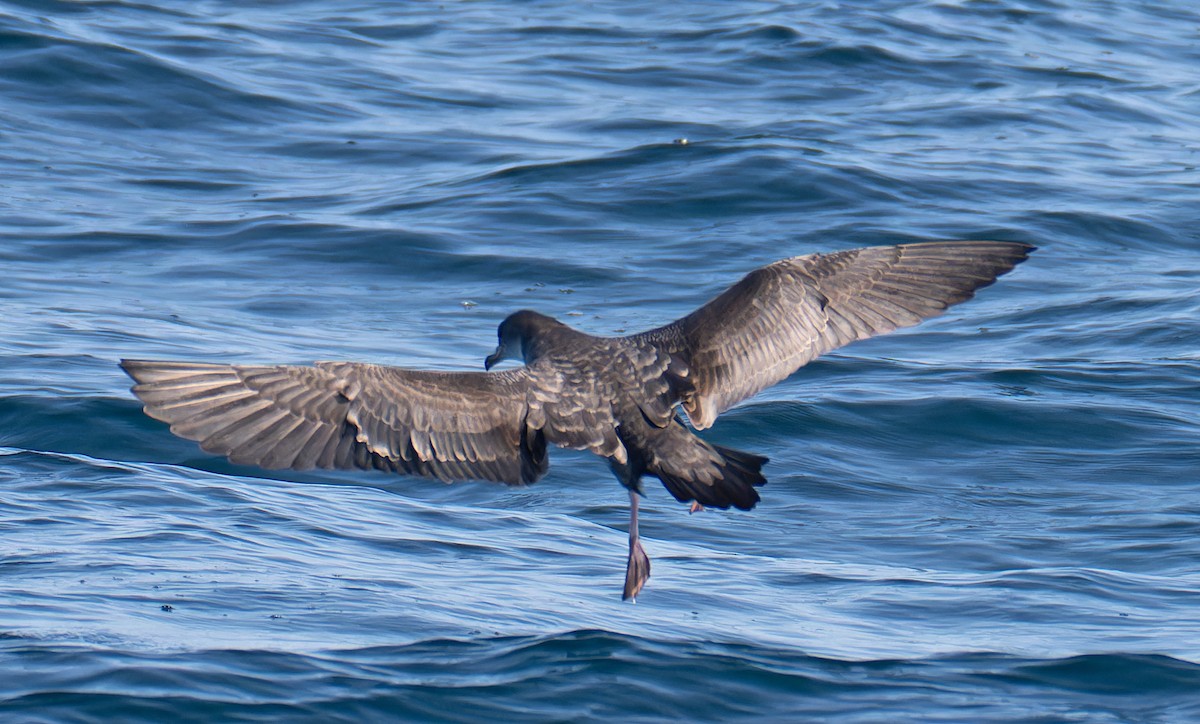 Pink-footed Shearwater - ML608922964