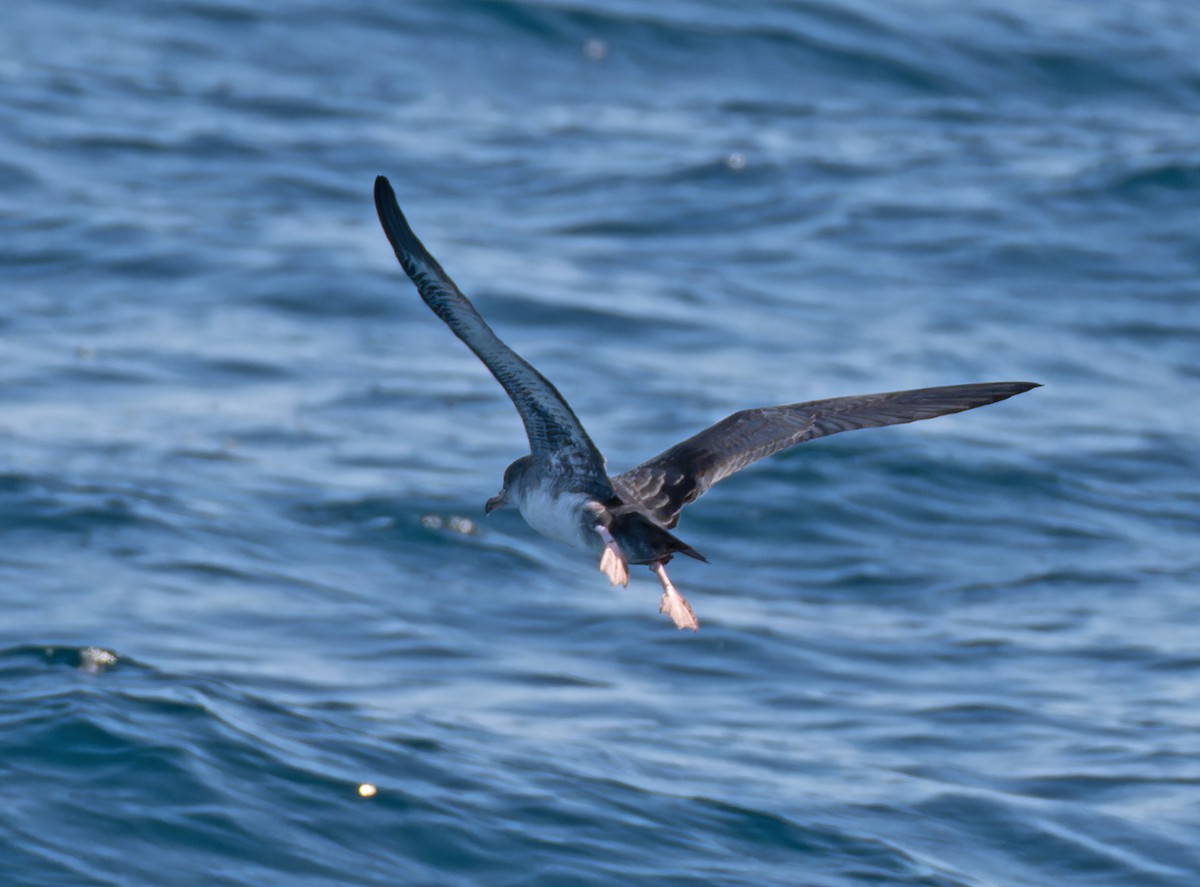Pink-footed Shearwater - ML608922965