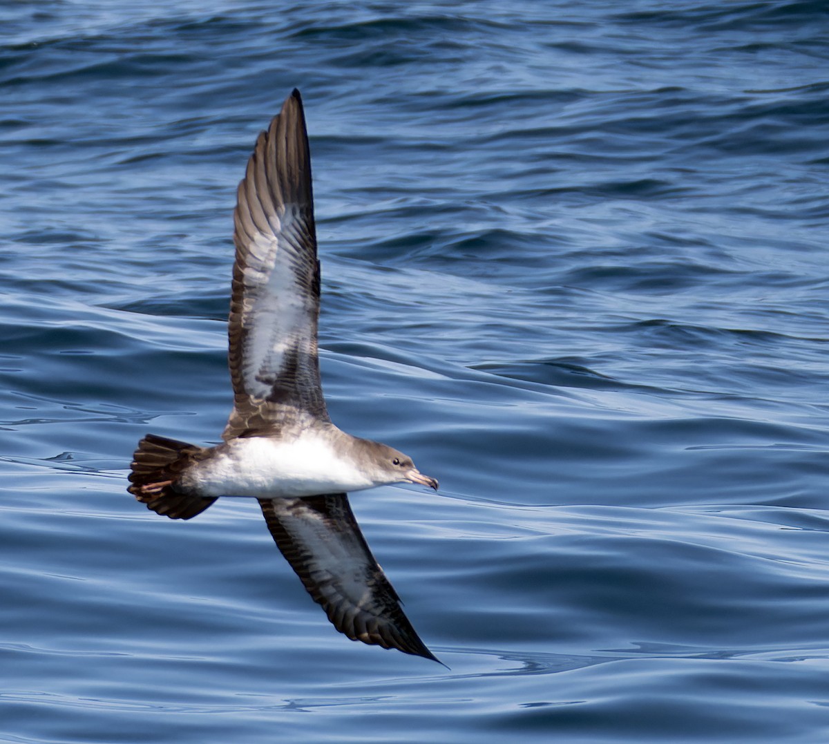 Pink-footed Shearwater - ML608922968