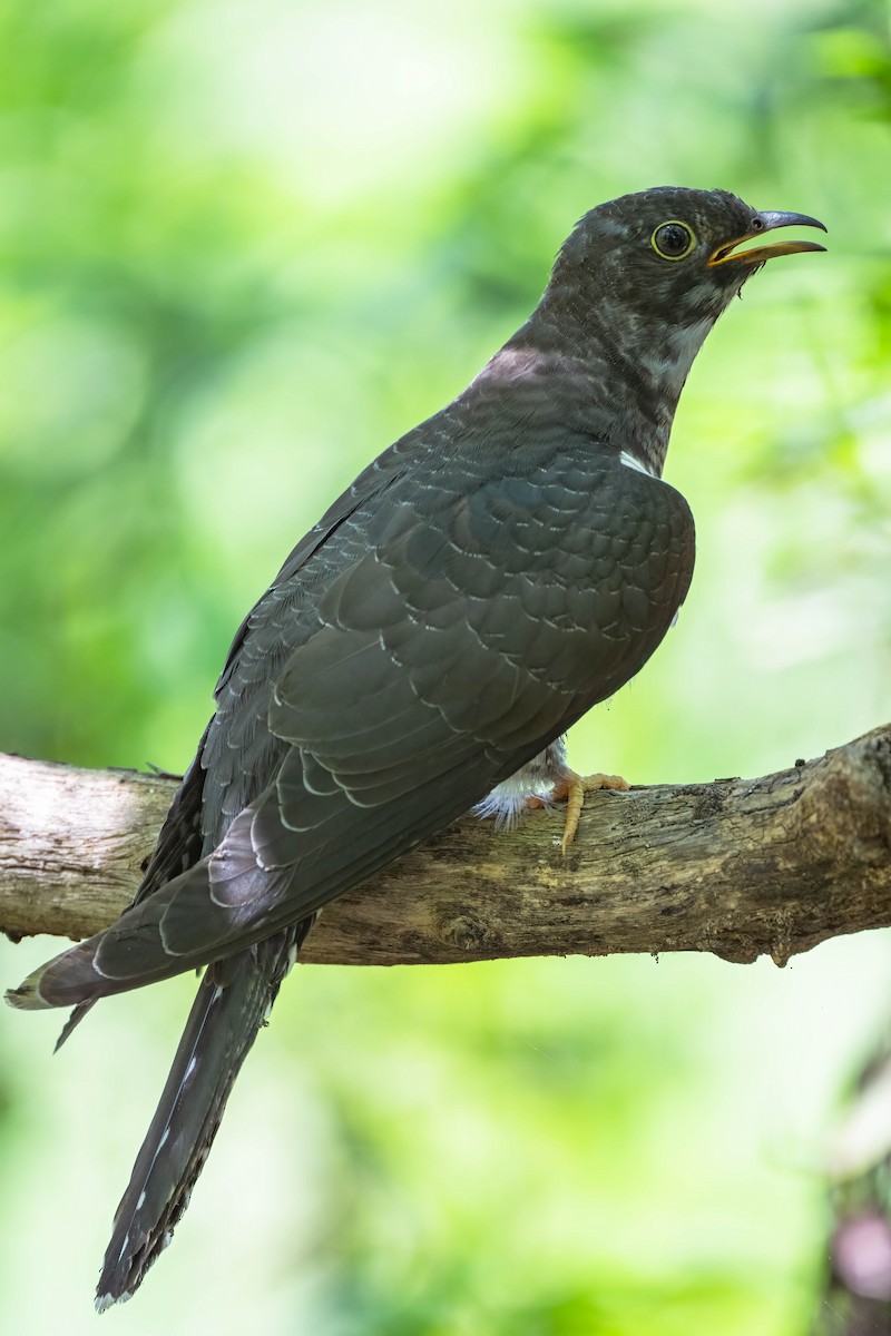 Lesser Cuckoo - Falk Wirsam