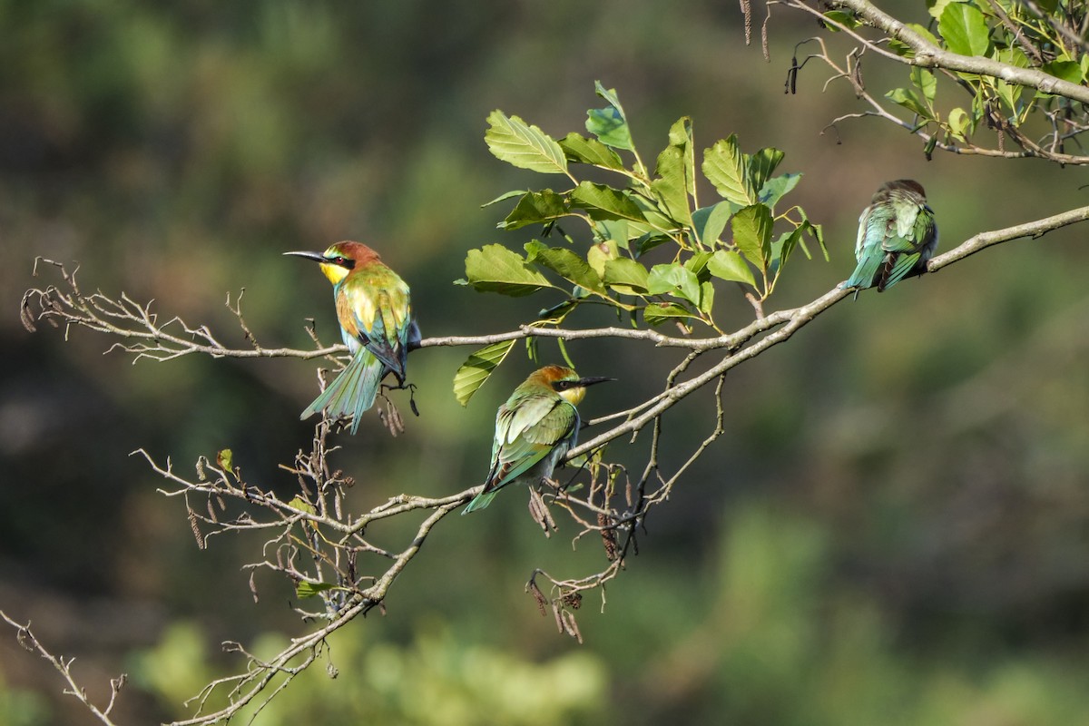 European Bee-eater - Kaan Kurdoglu