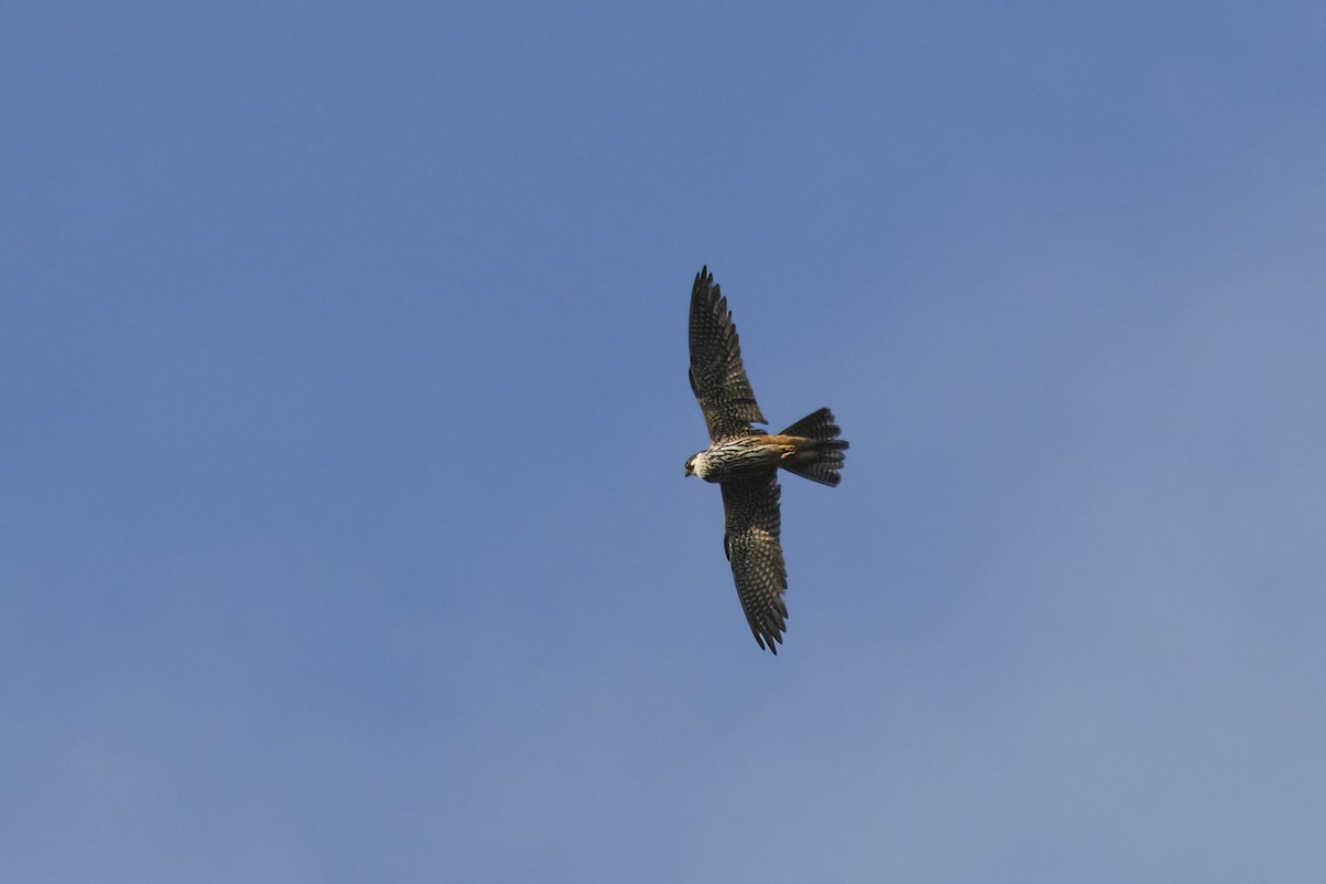 Eurasian Hobby - ML608923110