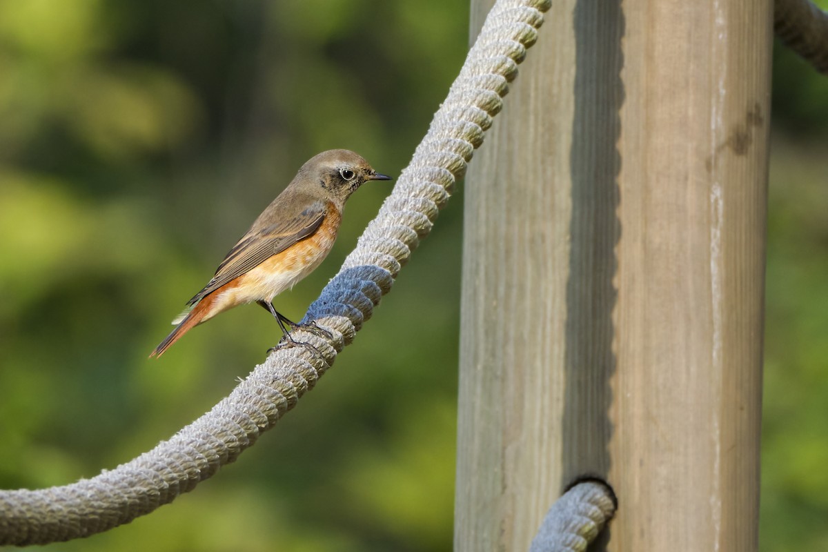 Common Redstart - ML608923119