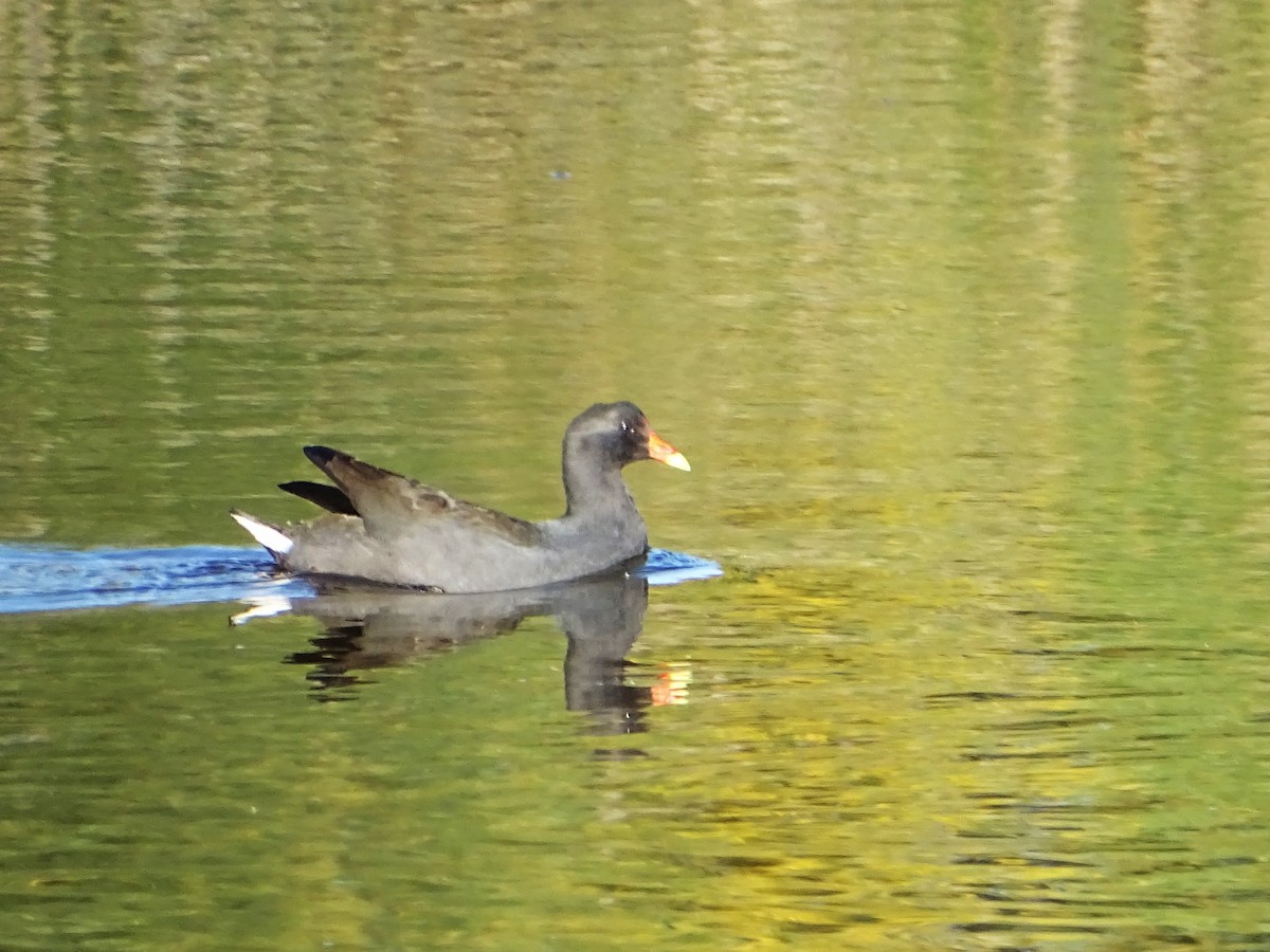 Dusky Moorhen - ML608923209