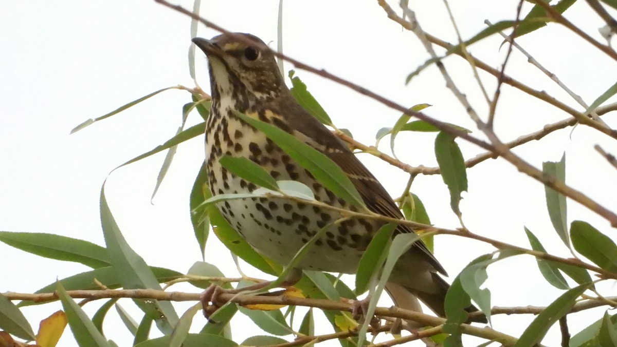 Song Thrush - ML608923233