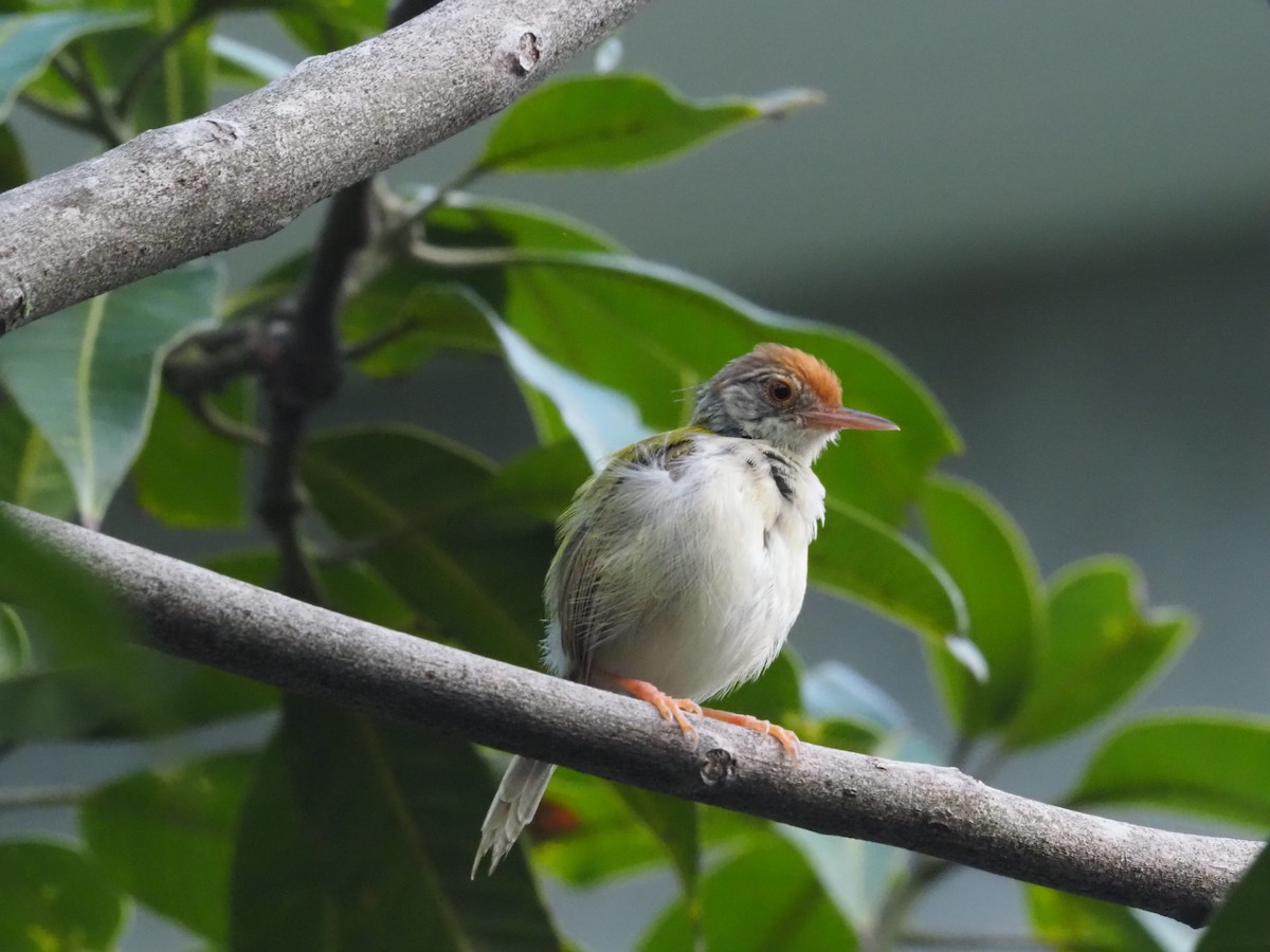 Common Tailorbird - ML608923245