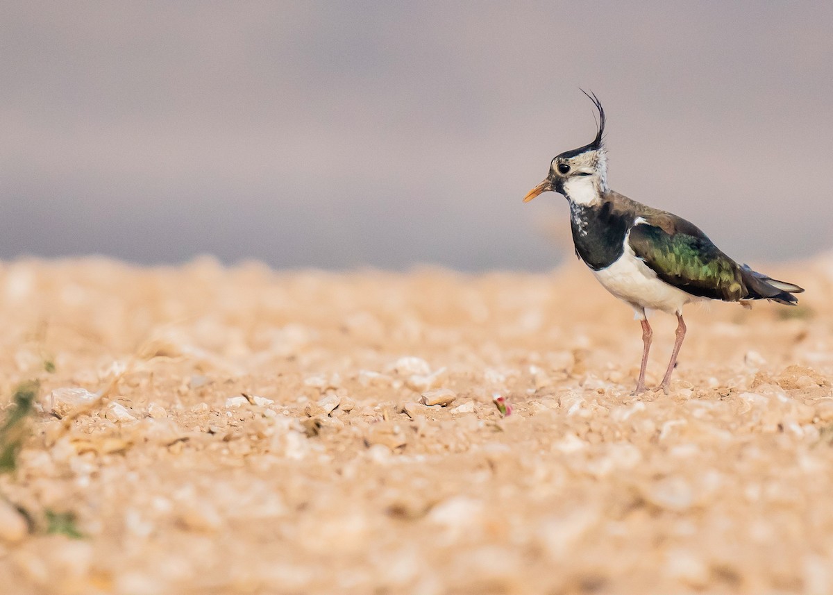 Kiebitz - ML608923317