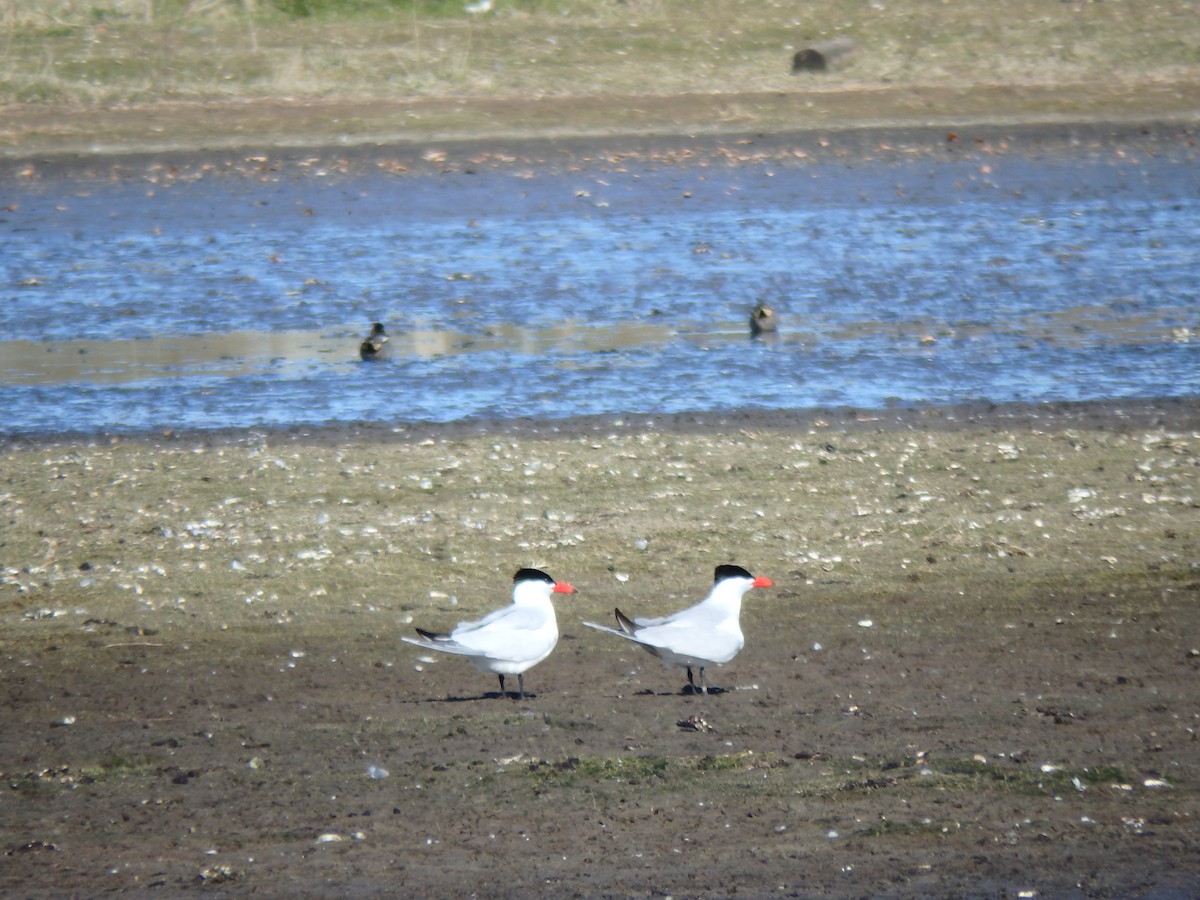 Caspian Tern - ML608923343