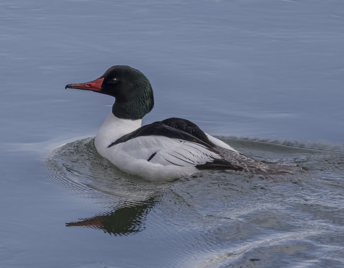 Common Merganser - ML608923344