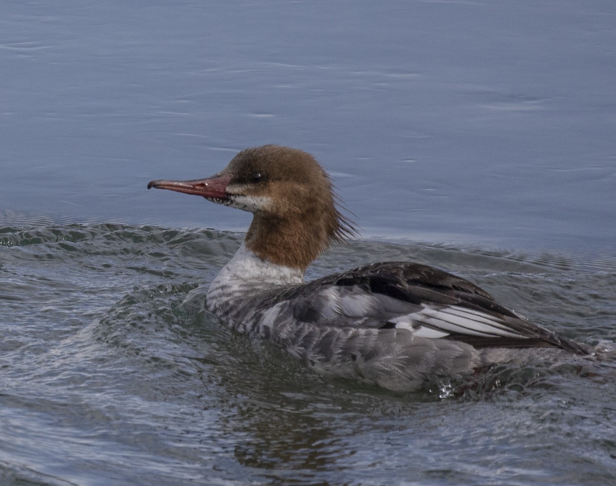 Common Merganser - ML608923347