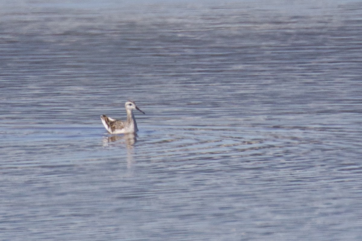 Wilson's Phalarope - ML608923359