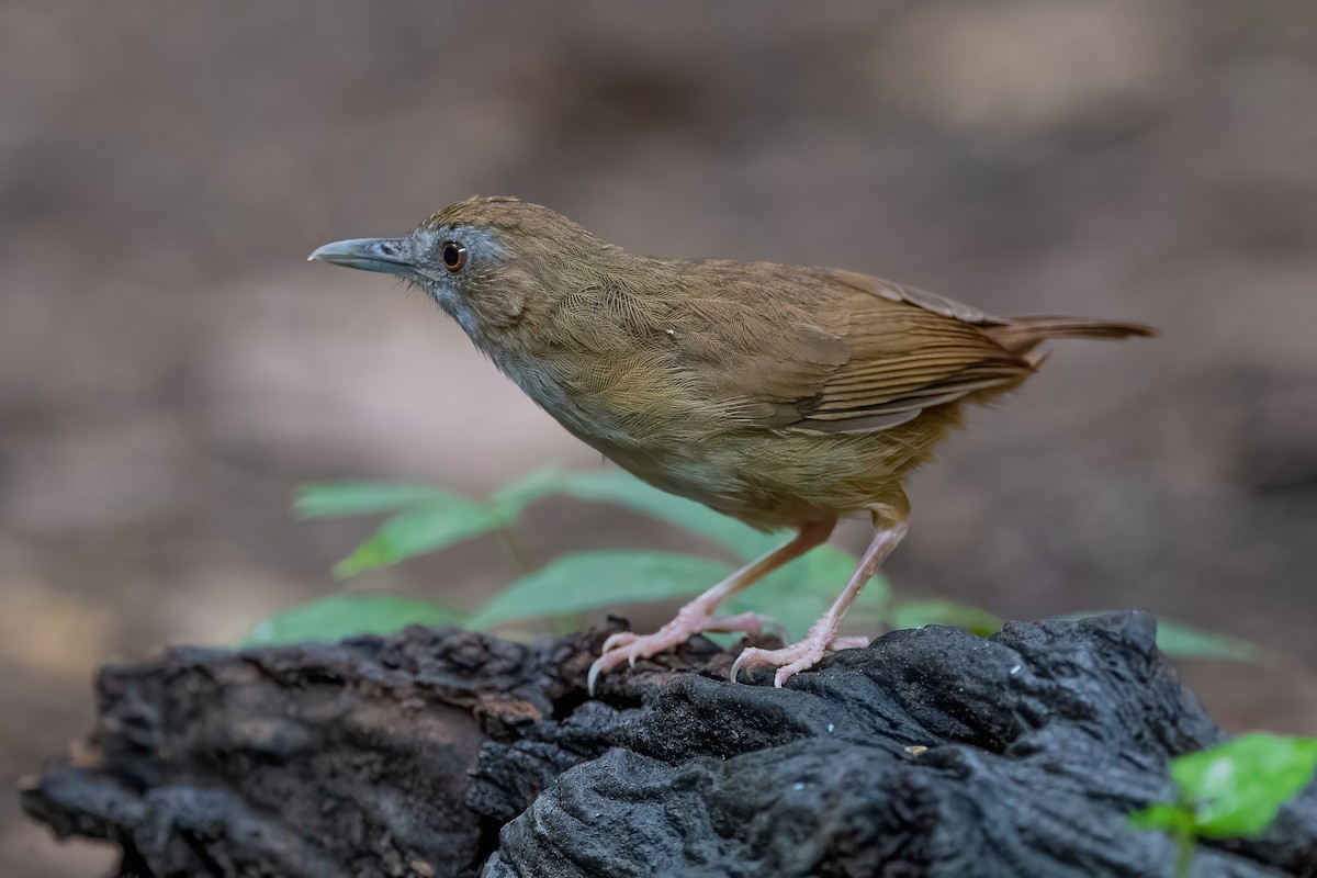 Abbott's Babbler - ML608923379