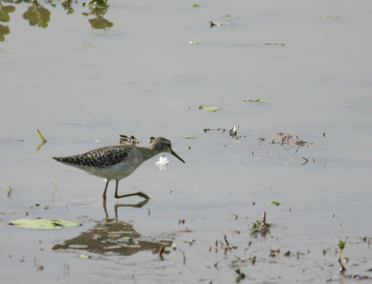 Bruchwasserläufer - ML608923391