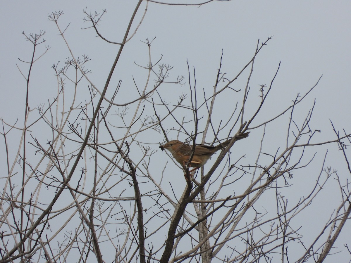 Common Babbler - ML608923398