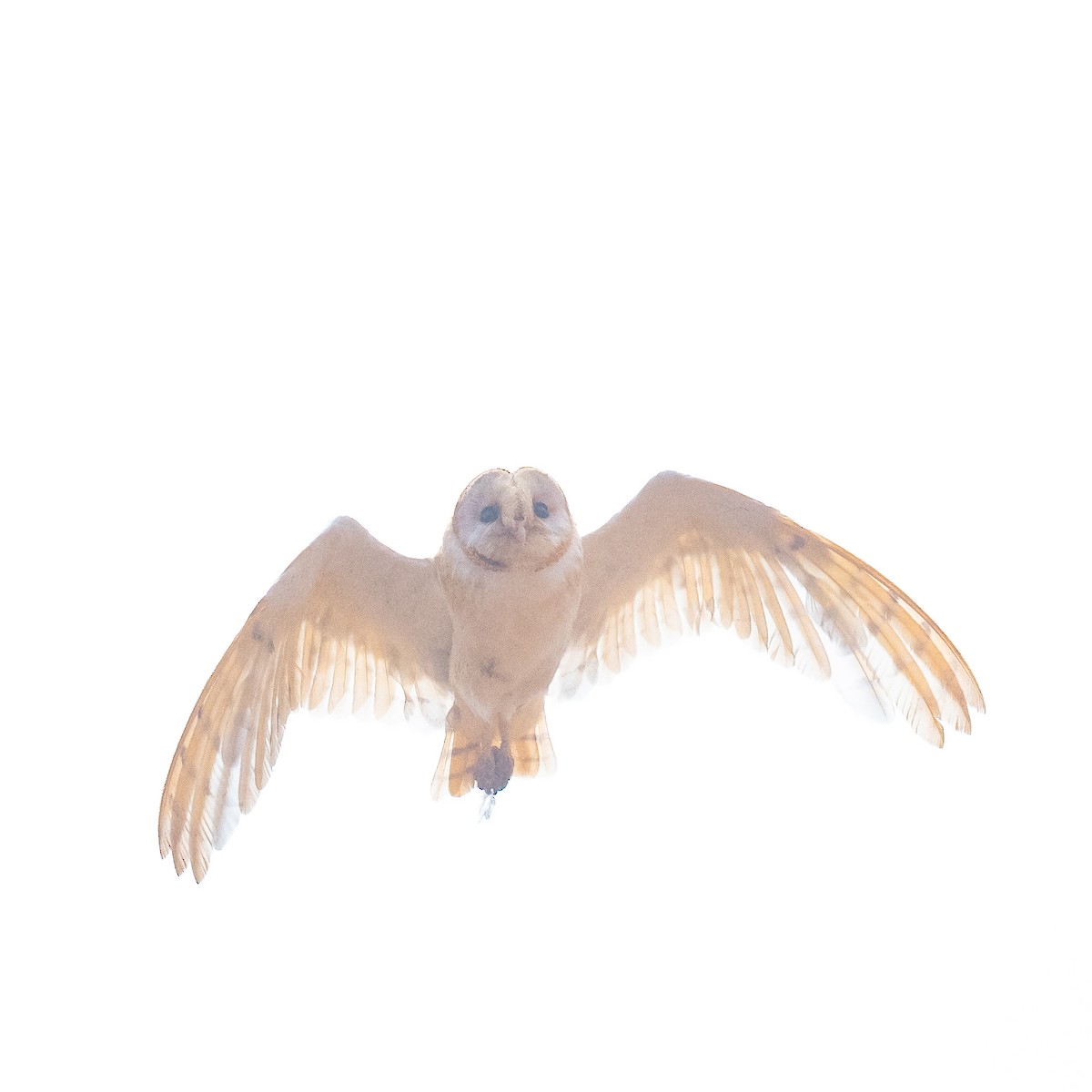 Schleiereule (gracilirostris) - ML608923402