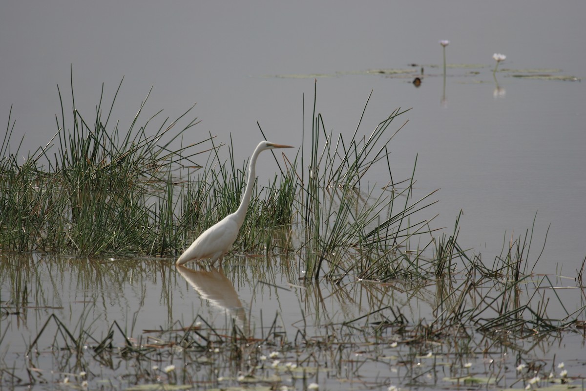 Great Egret - Geoff Dennis