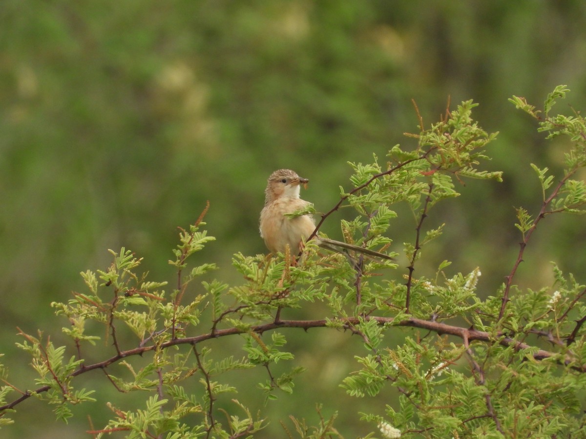 Common Babbler - ML608923409