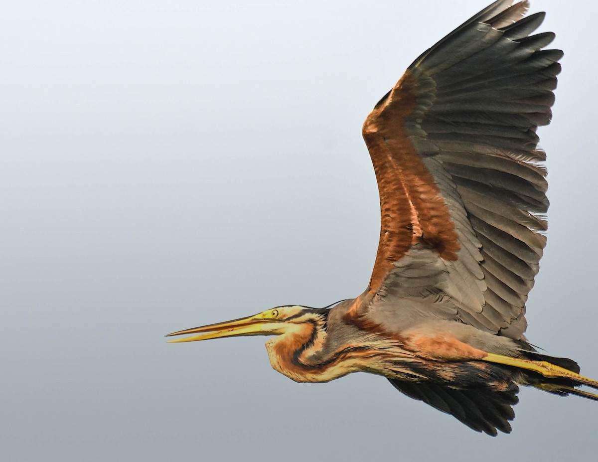 Purple Heron - ML608923481