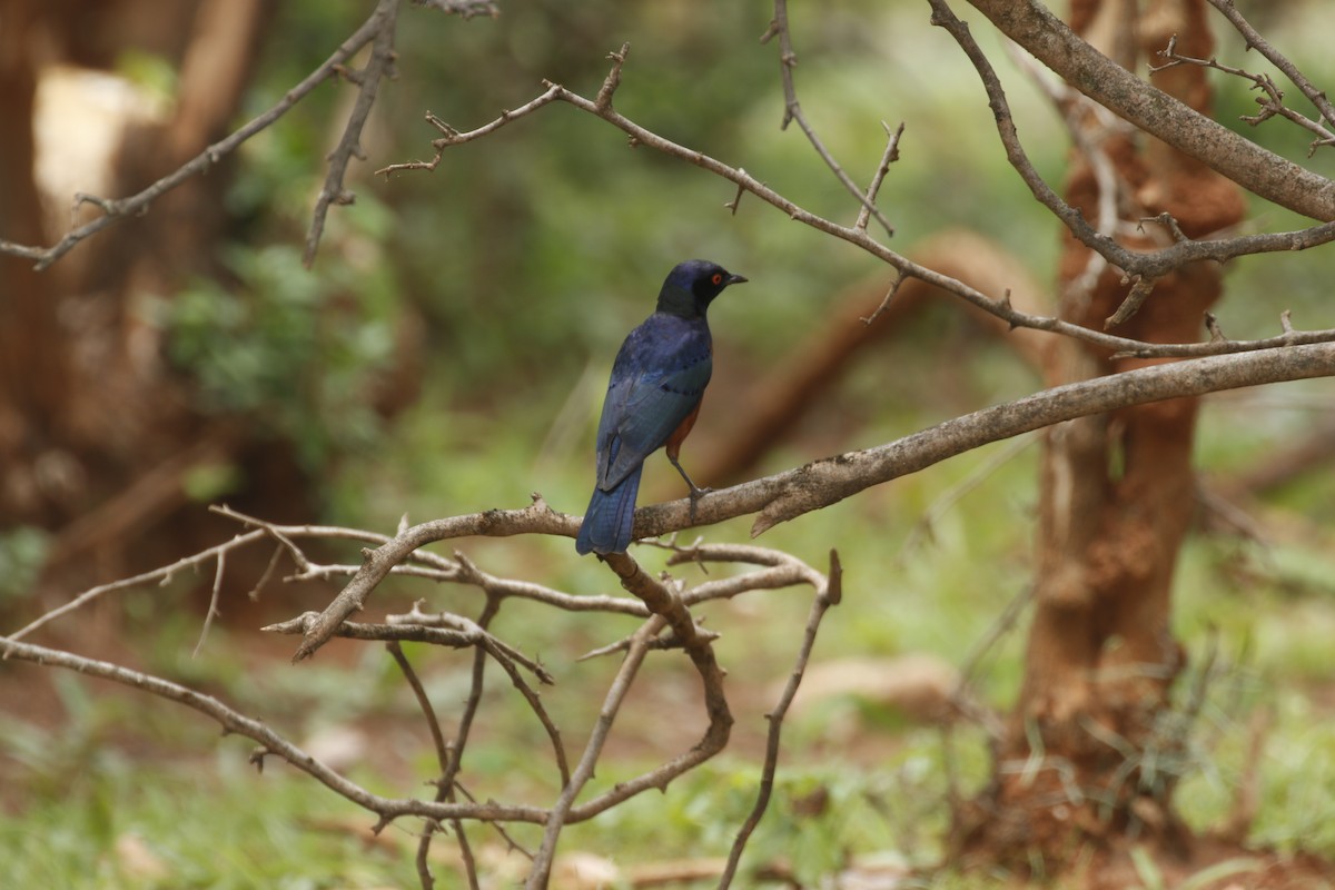 Shelley's Starling - ML608923492