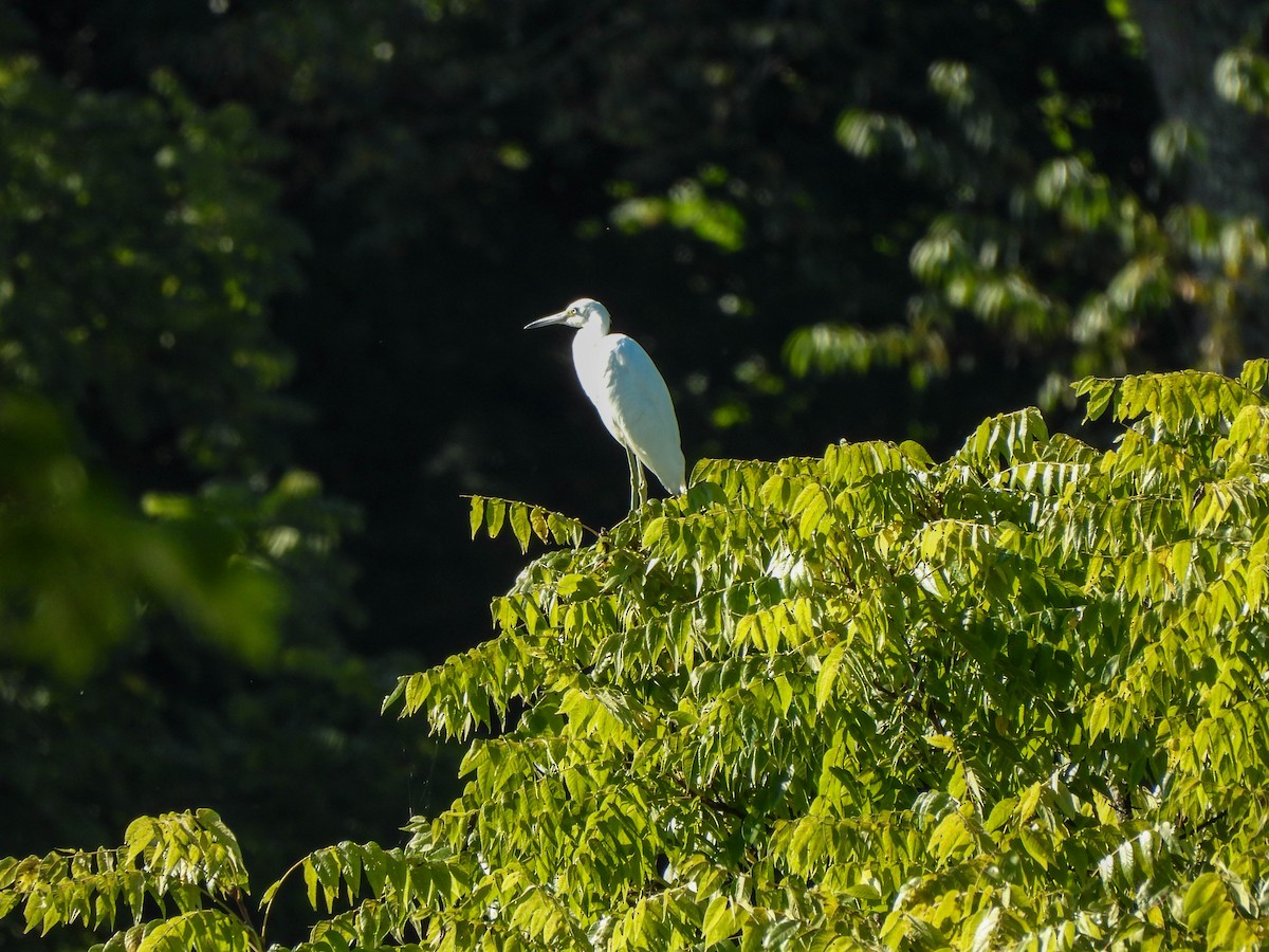 Little Blue Heron - Susan Brauning