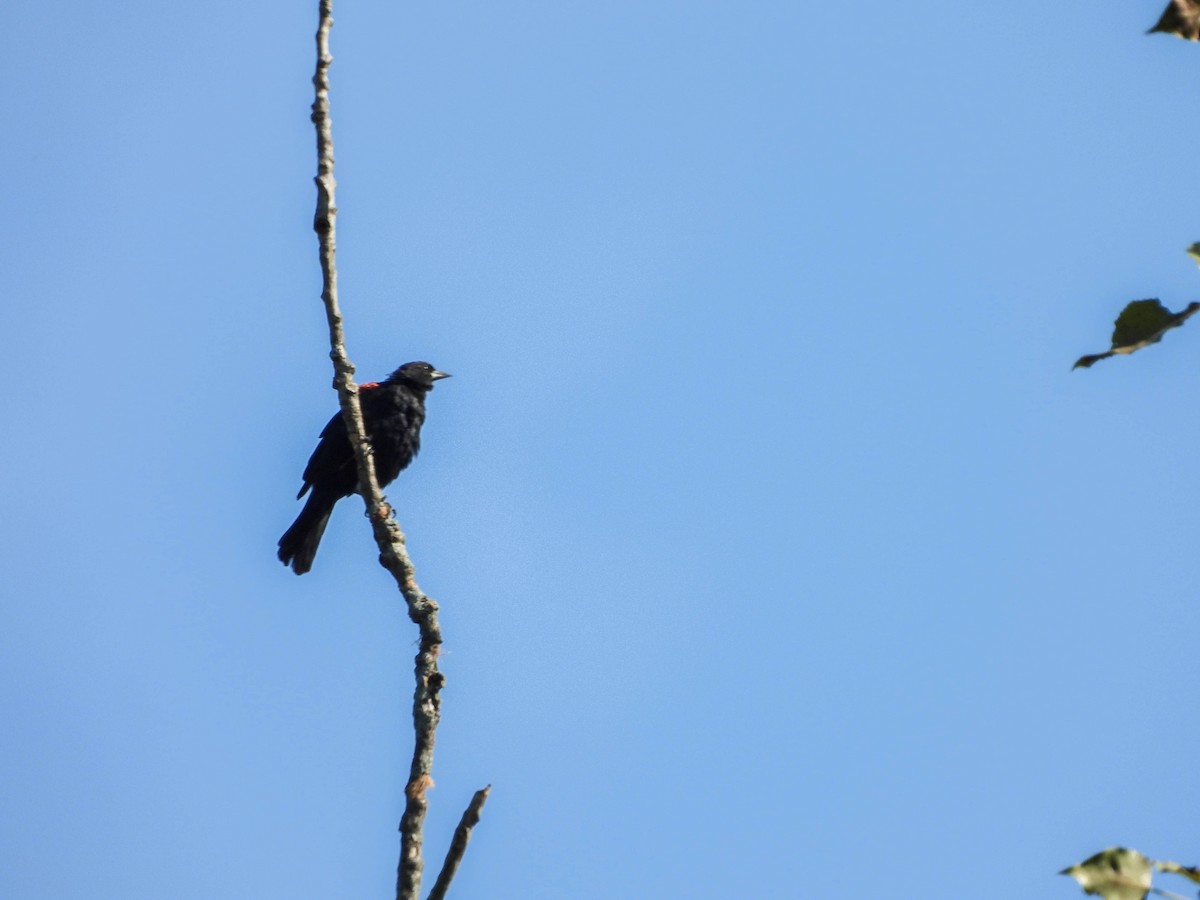 Red-winged Blackbird - ML608923559