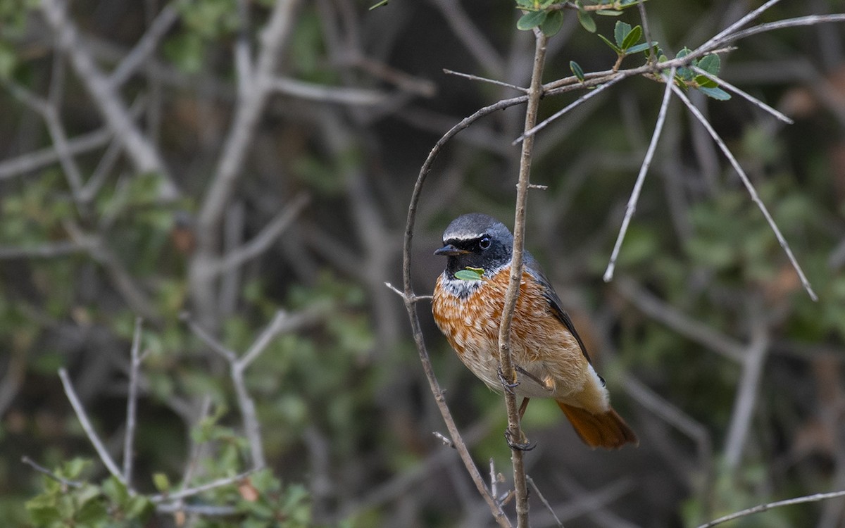 Common Redstart - ML608923583