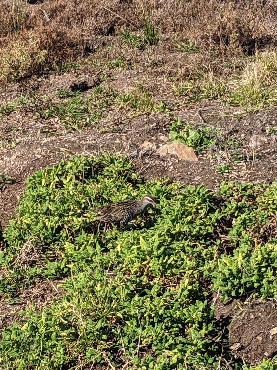 Buff-banded Rail - ML608923615