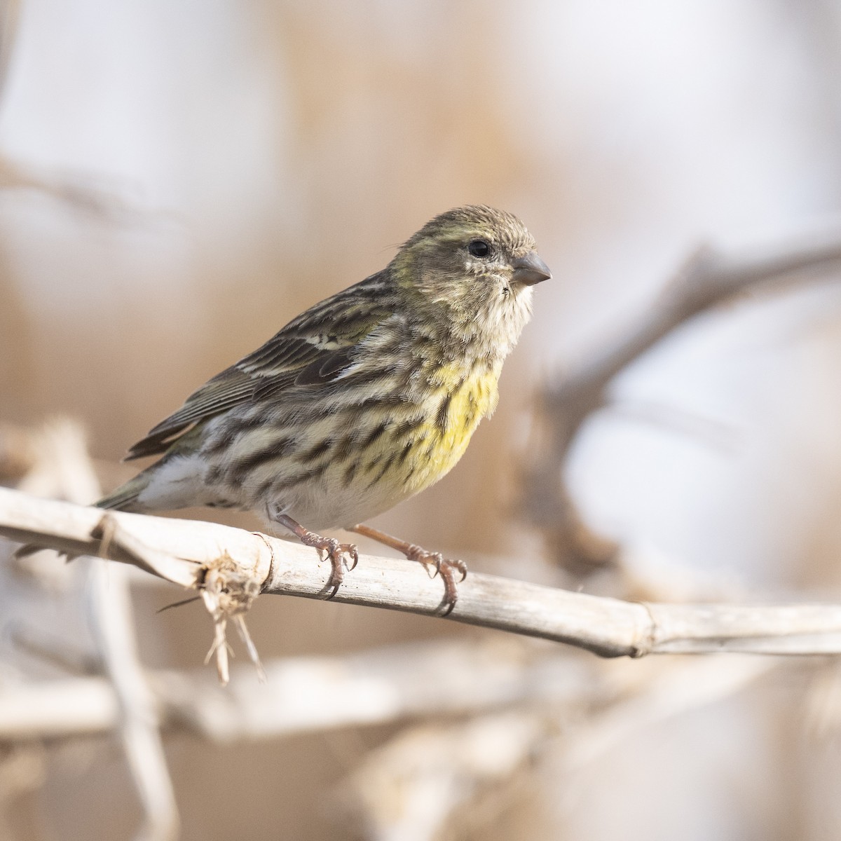 Girlitz - ML608923648