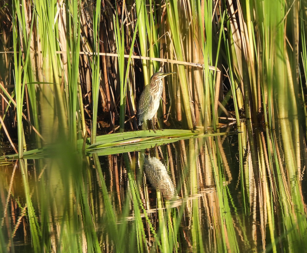 Green Heron - ML608923694